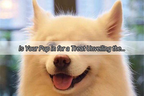 Is Your Pup in for a Treat Unveiling the Truth About Colorful Cakes for Dogs